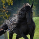 Illustration for article titled Damn, Get a Load of This Horse